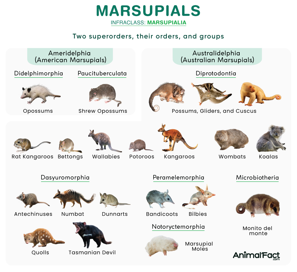 marsupial in mexico