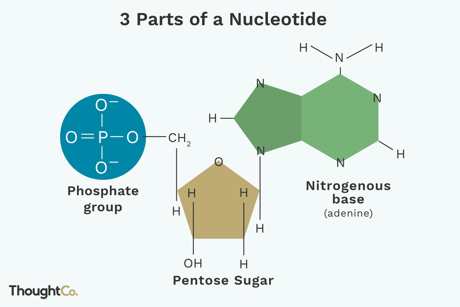 nucleotide