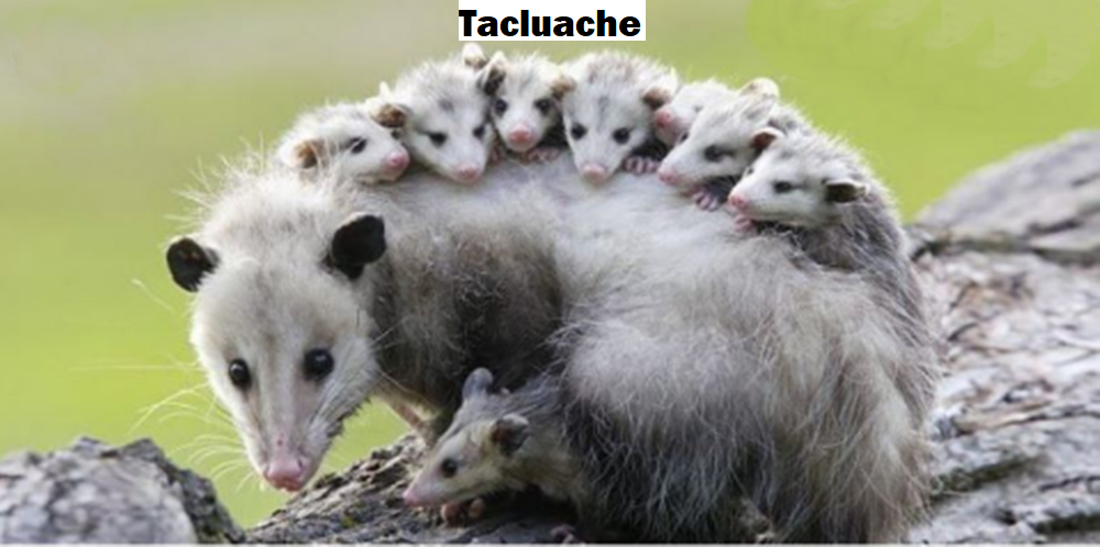 tacluache