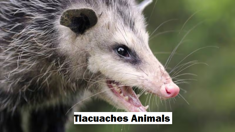 tlacuaches animals