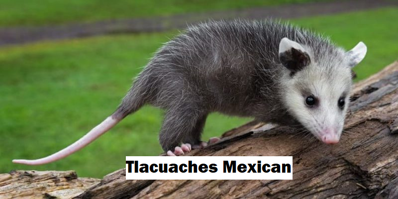 tlacuaches mexican